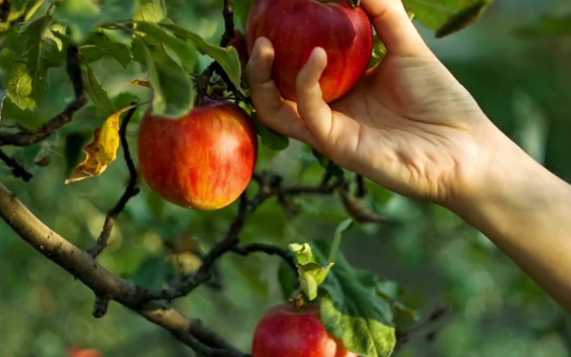 Hand picking a ripe red apple from a tree